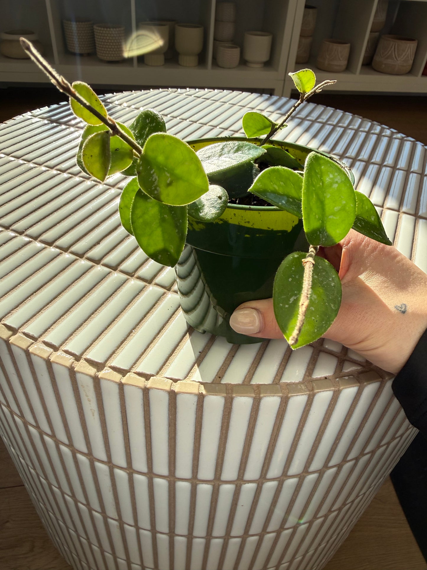 Plante - Hoya Carnosa 4”