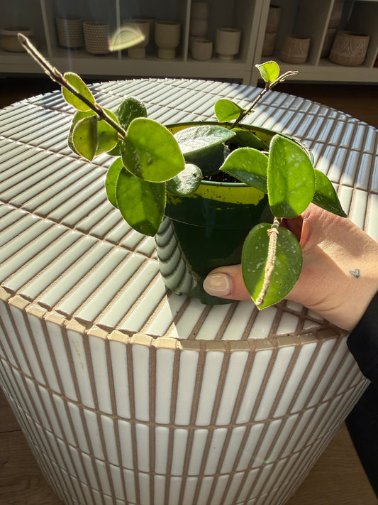 Plante - Hoya Carnosa 4”