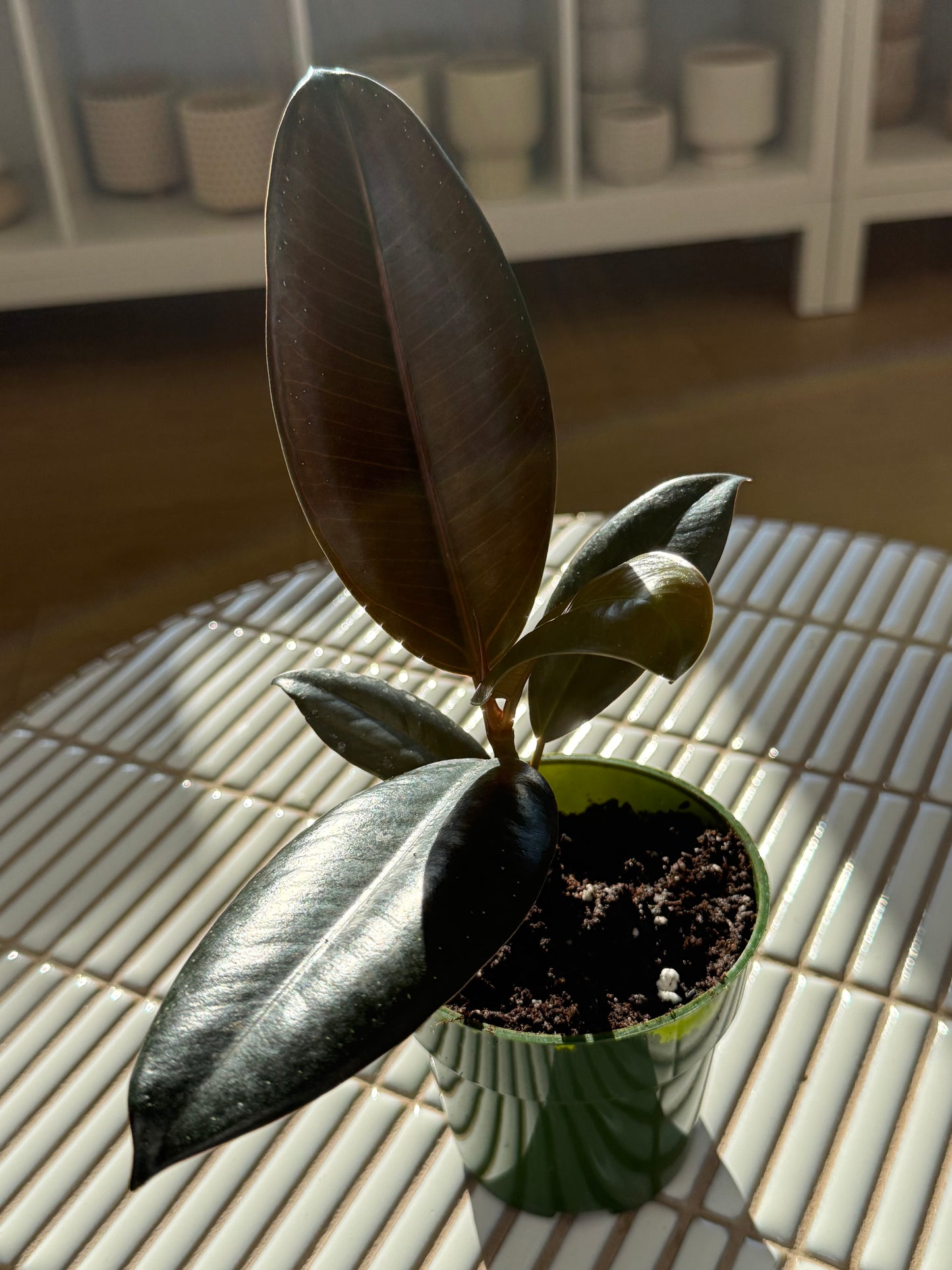 Plante - Ficus Elastica Burgundy 5"