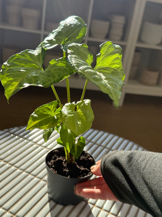 Plante - Syngonium White Butterfly 4''