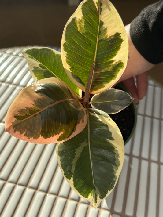Plante - Ficus Elastica Tineke 6''