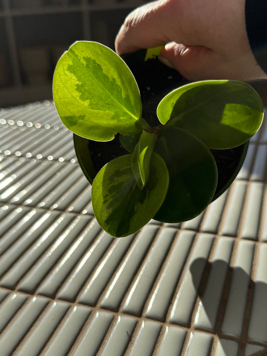 Plante - Peperomia Obtusifolia Lemon Lime 5''