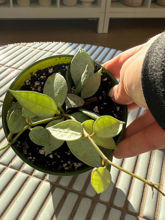 Plante - Hoya Lacunosa Eskimo 5''