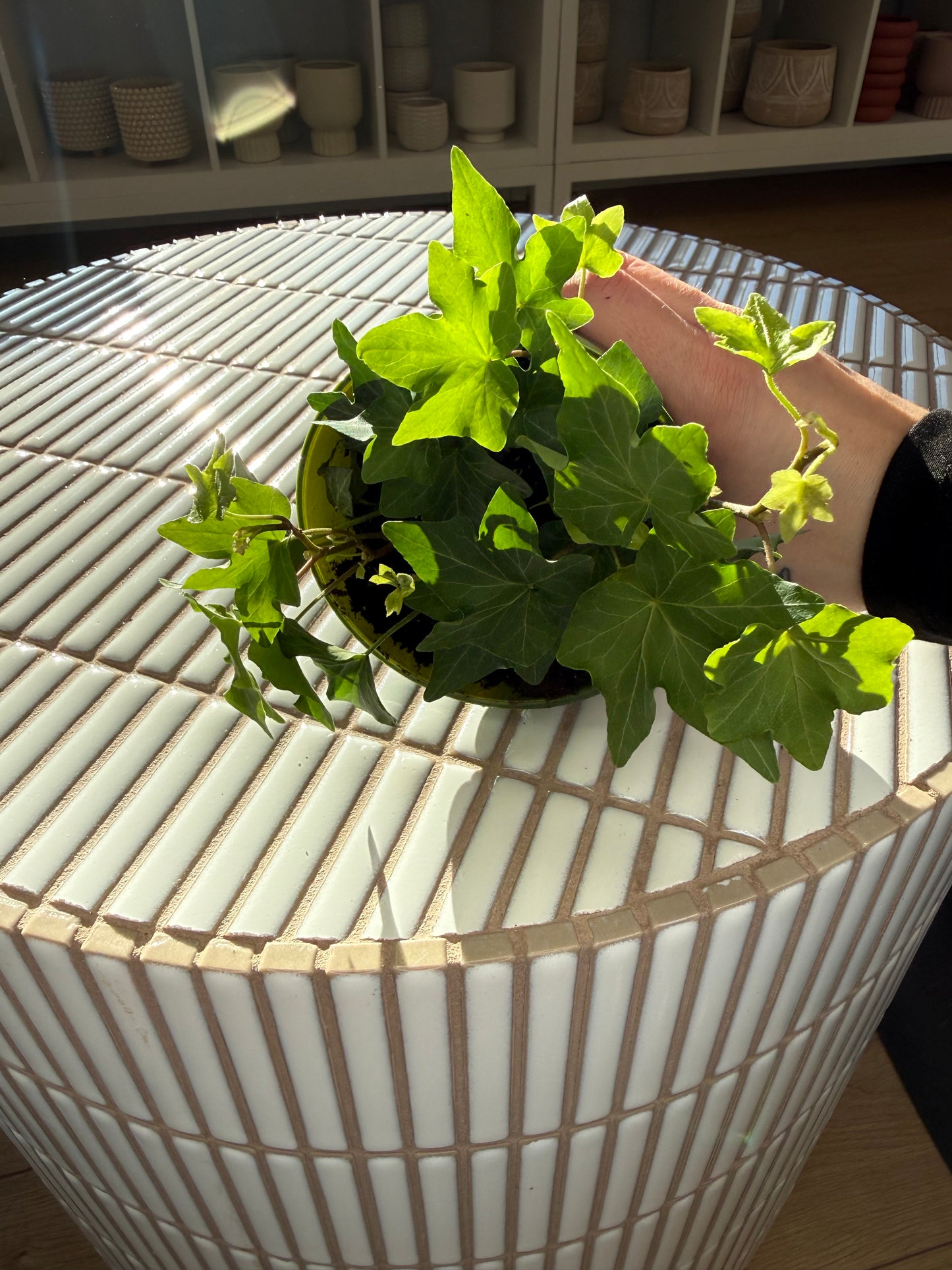 Plante - Lierre Anglais / Hedera Helix 5''