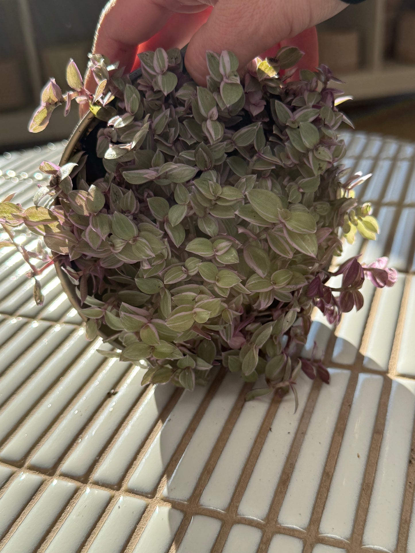 Plante - Callisia Pink Lady 6''