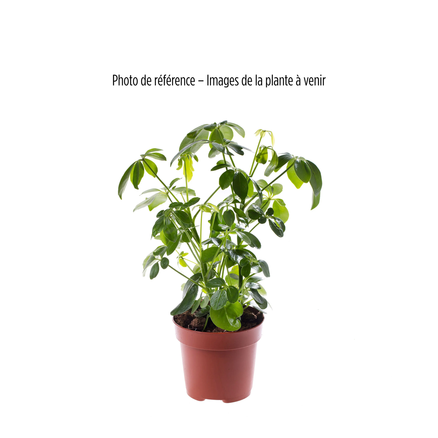Plante - Schefflera 4"