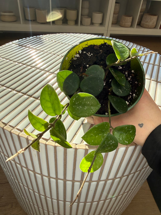 Plante - Hoya Carnosa 4”