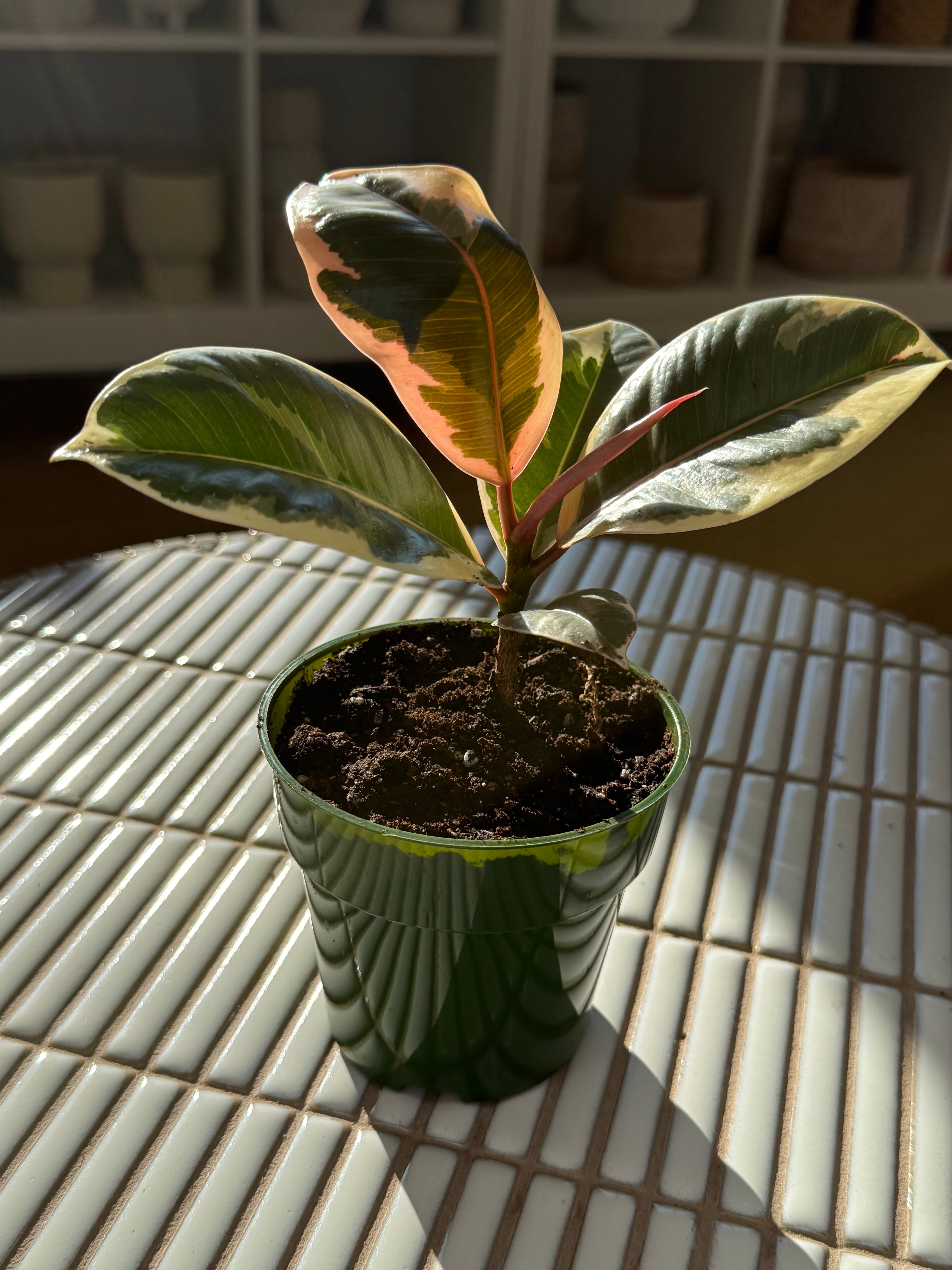 plante-ficus-elastica-tineke-6