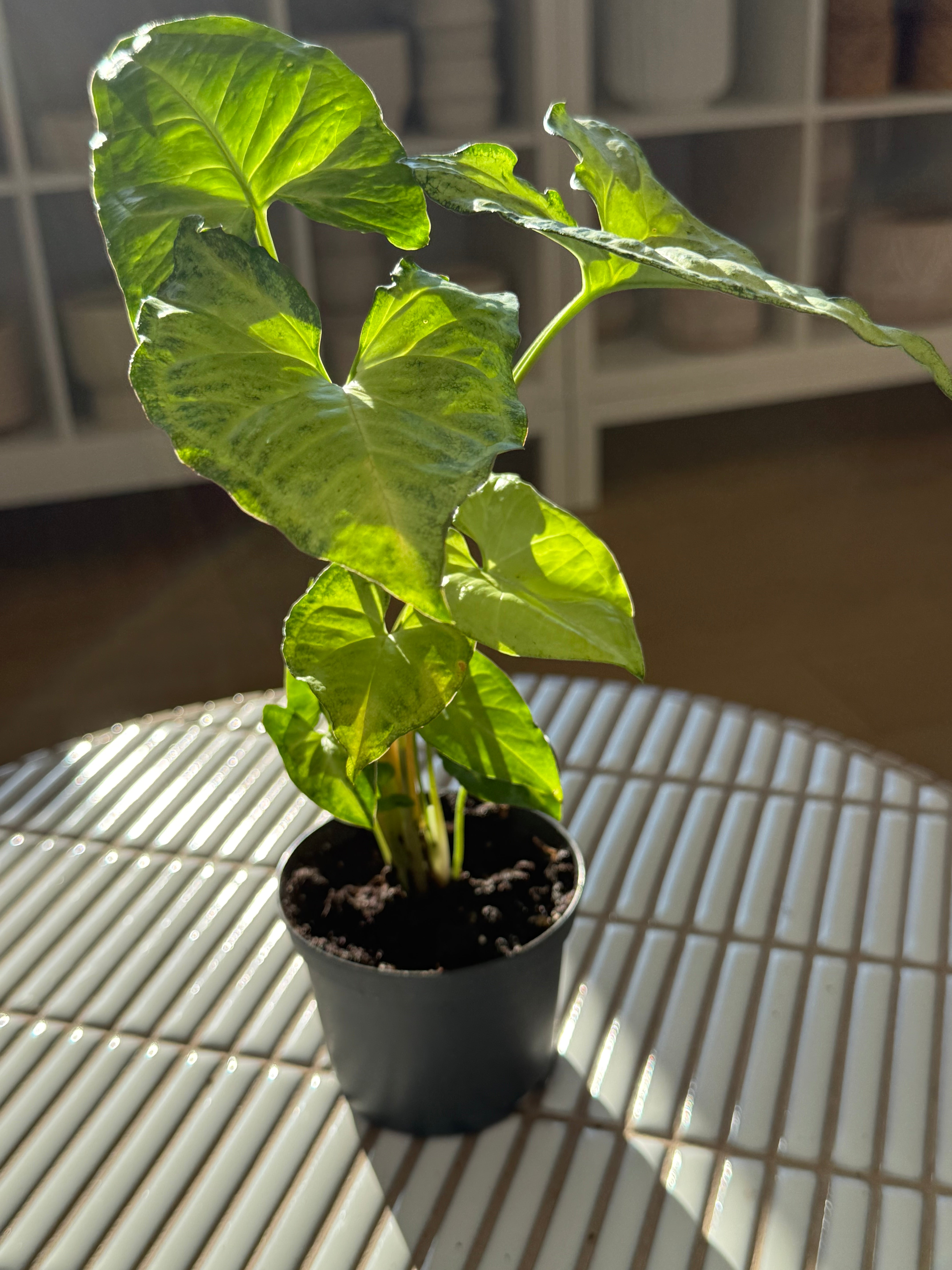 plante-syngonium-white-butterfly-4