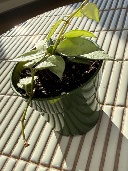 Plante - Hoya Lacunosa Eskimo 5"