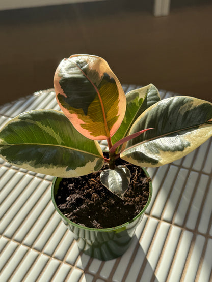 Plante - Ficus Elastica Tineke 6''