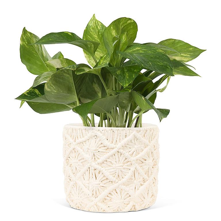 Cache-pot - Copelle Grand
