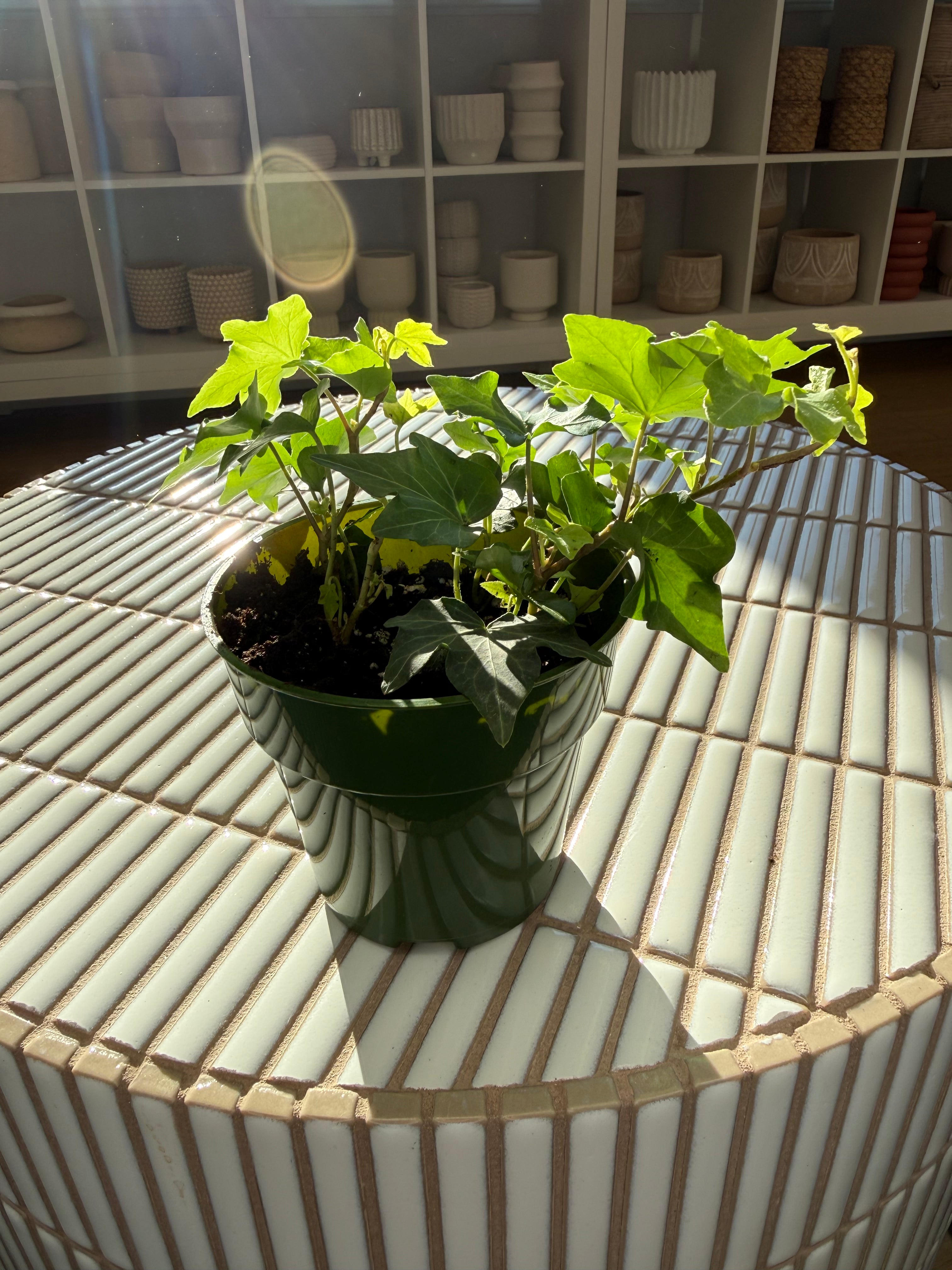 plante-lierre-anglais-hedera-helix-5