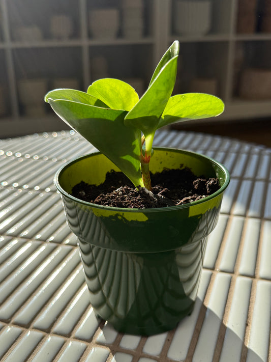 Plante - Peperomia Obtusifolia Lemon Lime 5''