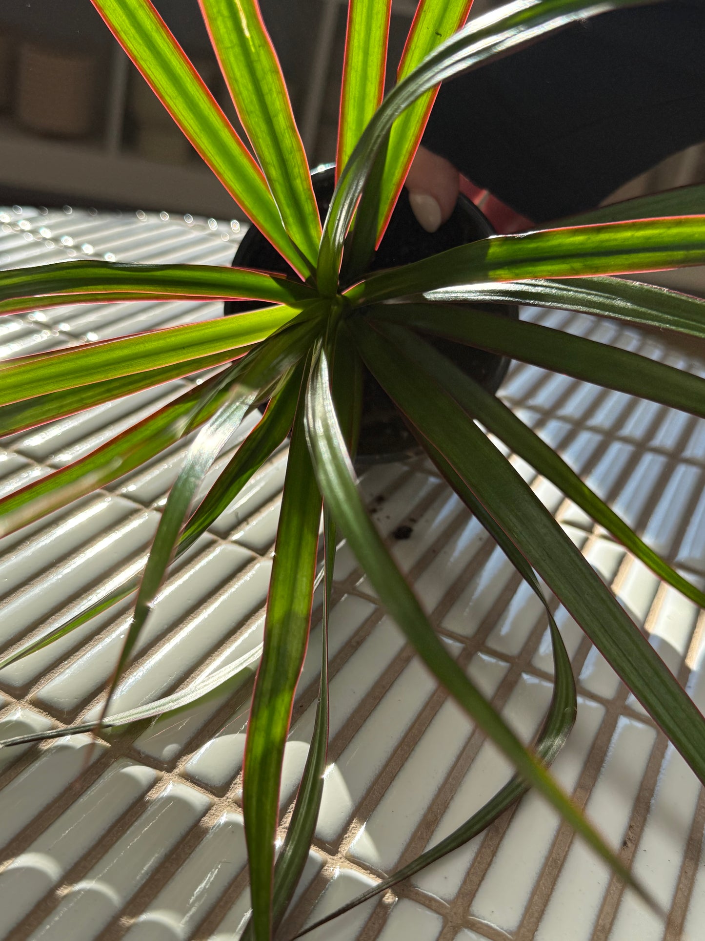 Plante - Draceana Marginata 4"
