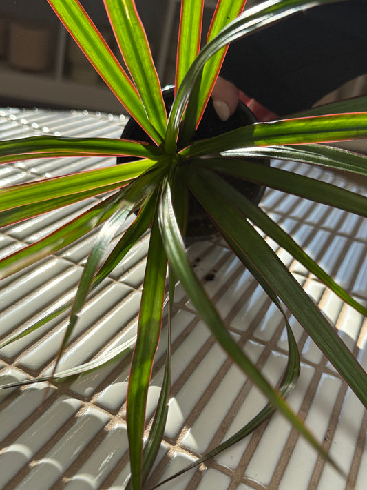Plante - Draceana Marginata 4''