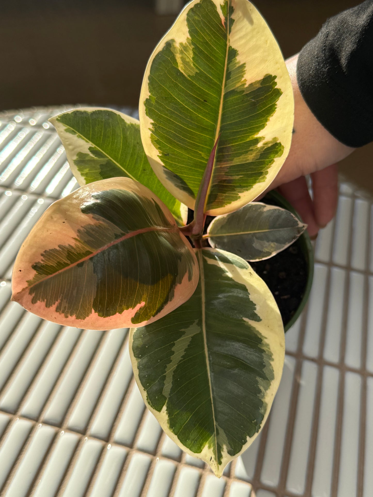 Plante - Ficus Elastica Tineke 6''