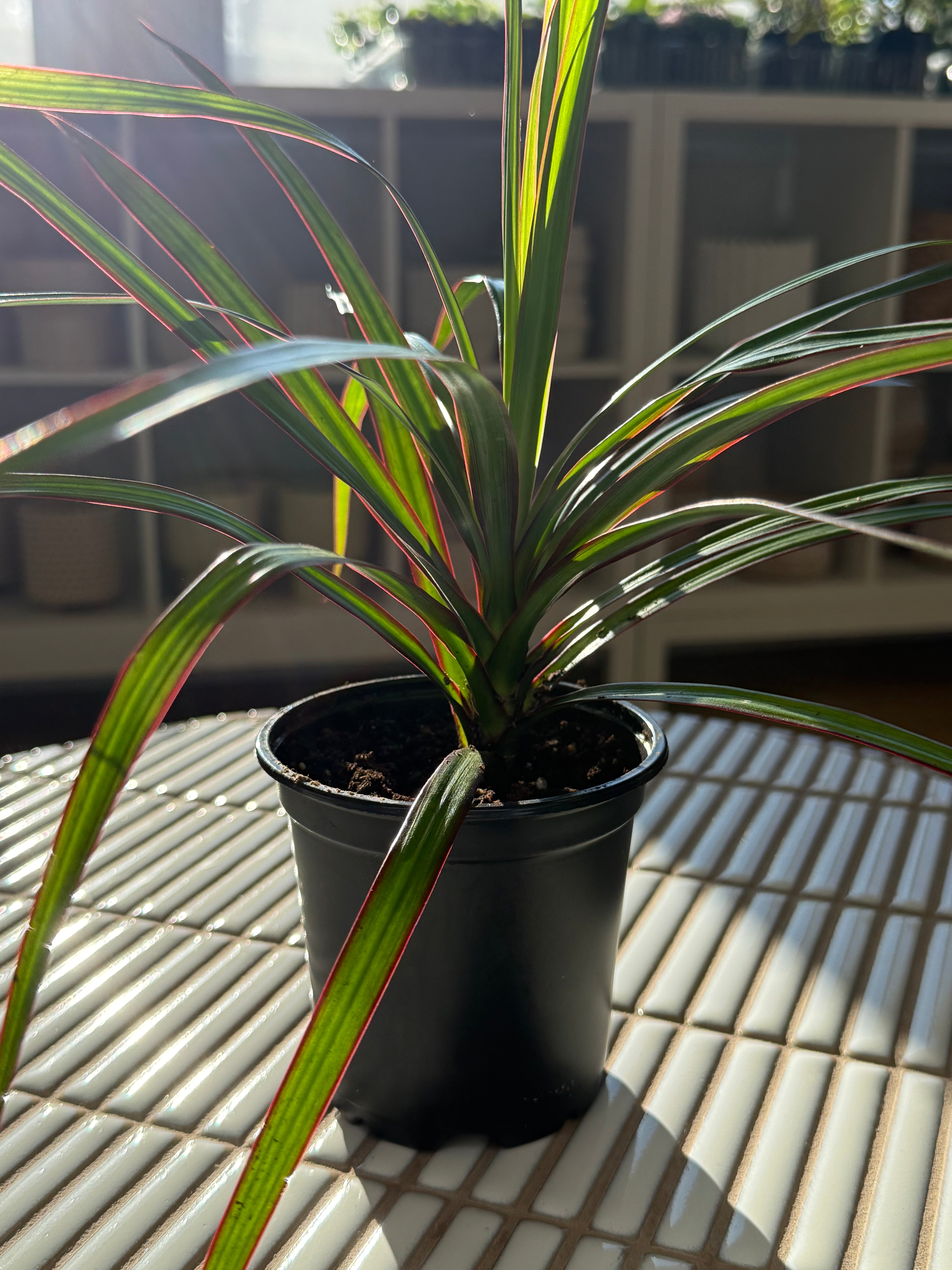 plante-draceana-marginata-5