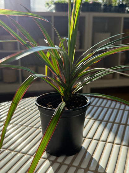 Plante - Draceana Marginata 4"