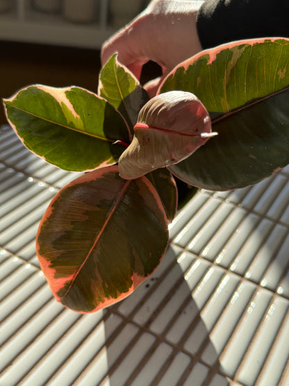 Plante - Ficus Elastica Tineke 6''