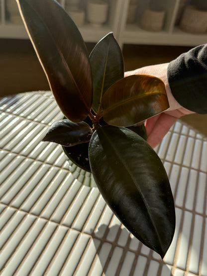 Plante - Ficus Elastica Burgundy 5"