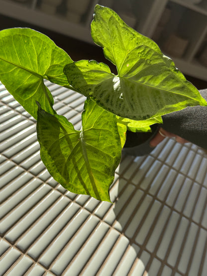 Plante - Syngonium White Butterfly 4''