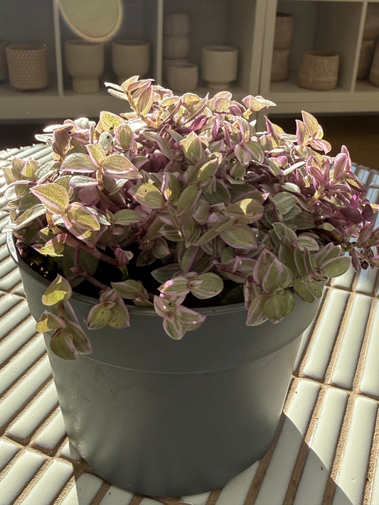 Plante - Callisia Pink Lady 6''