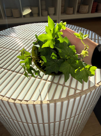 Plante - Lierre Anglais / Hedera Helix 5''