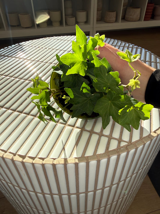 Plante - Lierre Anglais / Hedera Helix 5''