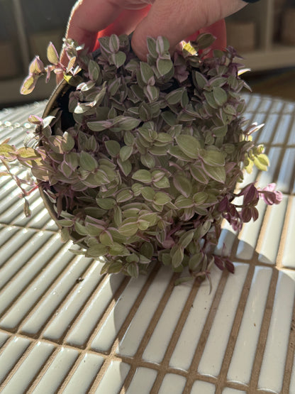Plante - Callisia Pink Lady 4''