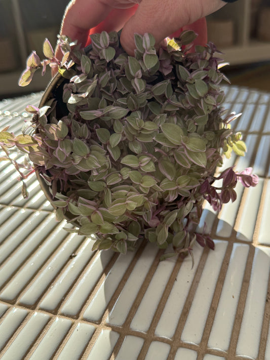 Plante - Callisia Pink Lady 6''