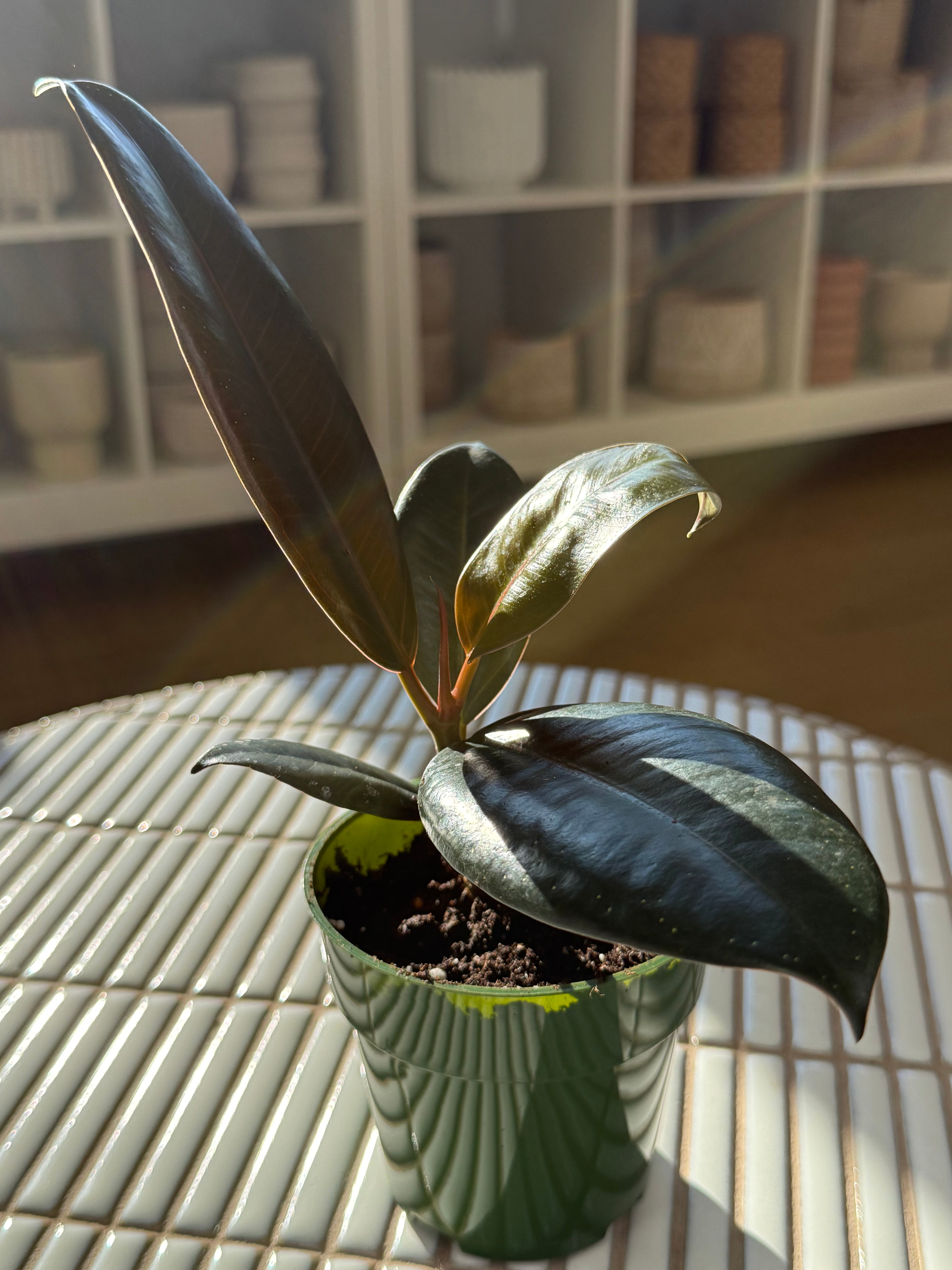 plante-ficus-elastica-5