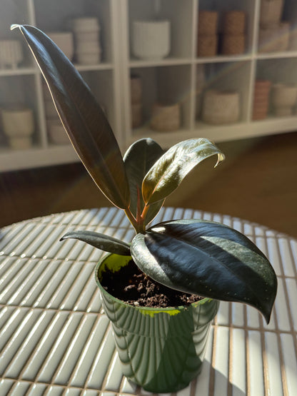 Plante - Ficus Elastica Burgundy 5"