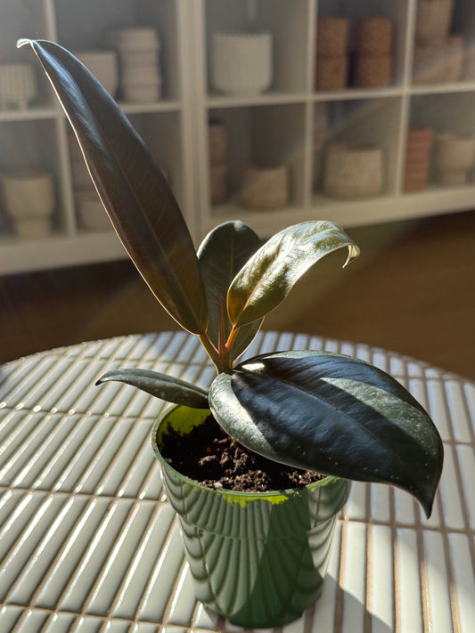 Plante - Ficus Elastica Burgundy 5''