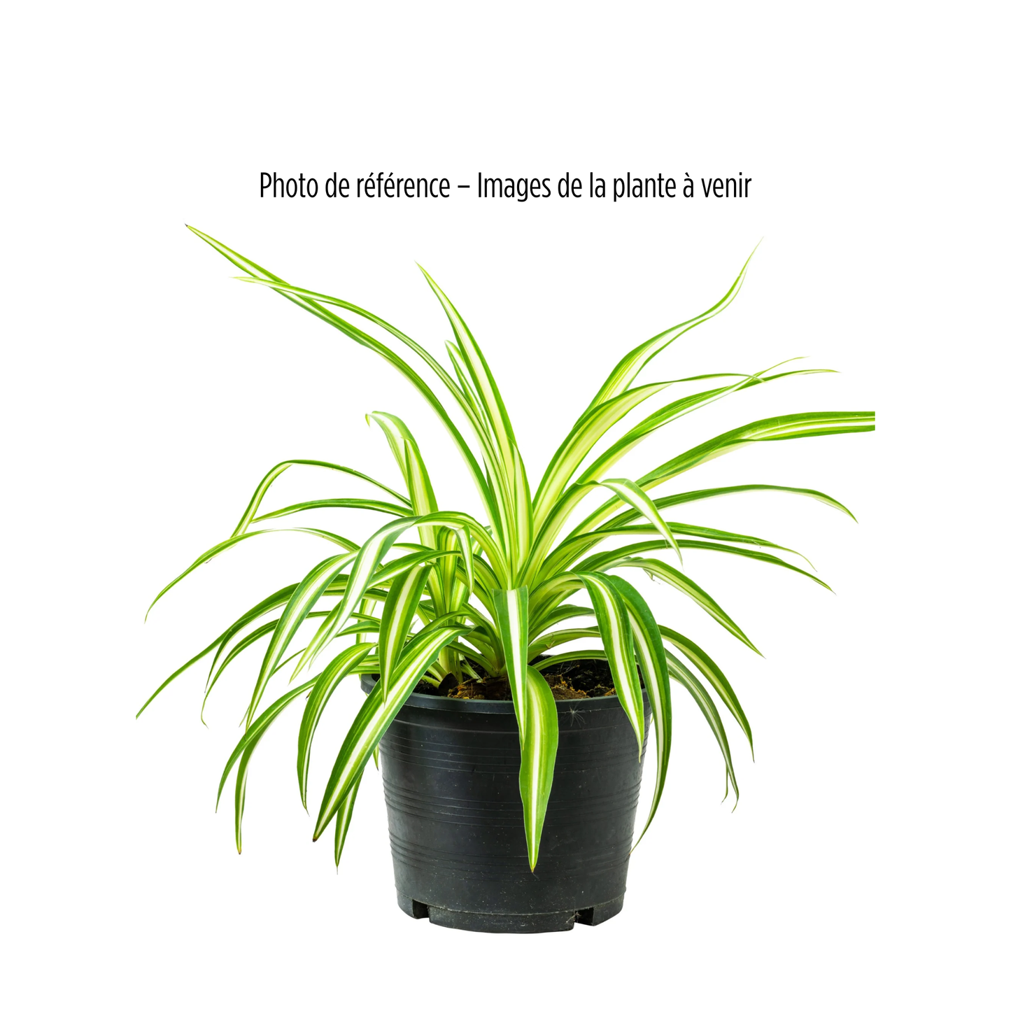 Plante - Plante Araignée Panachée 4"