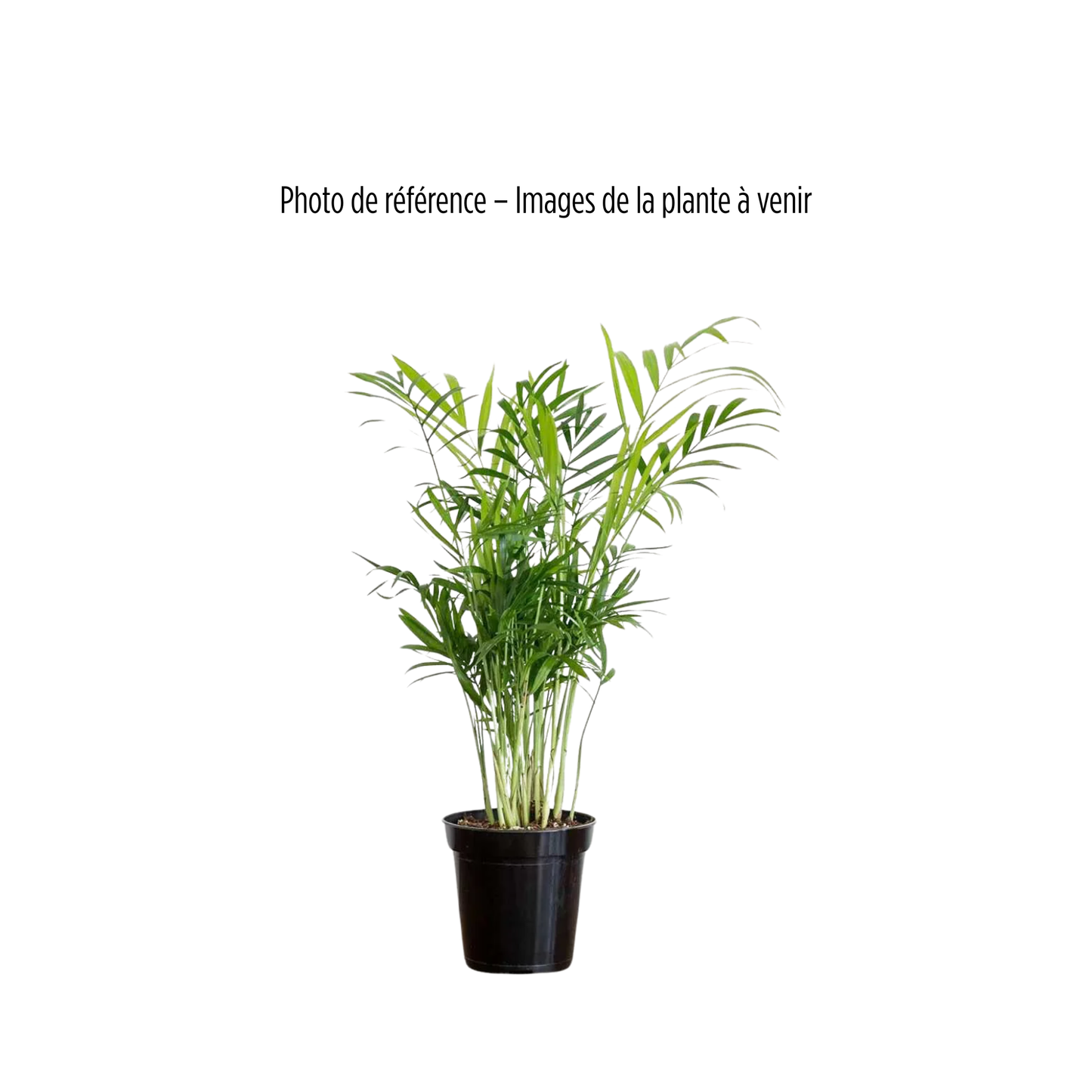 Plante - Palmier Areca 6"